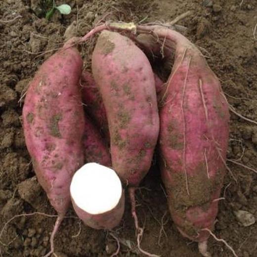 白玉薯 商品图1