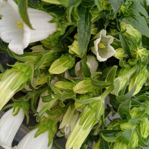 风铃花白紫粉配色 商品图1