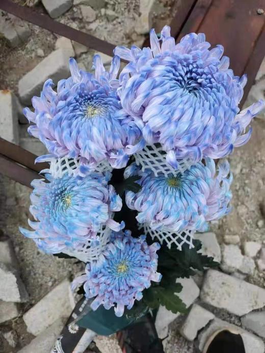 配花-牡丹菊-5枝 商品图6