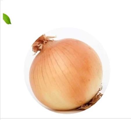 白葱头 商品图3