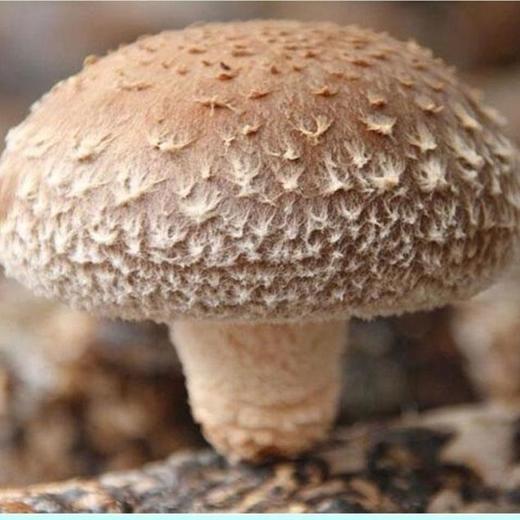 香菇 商品图3