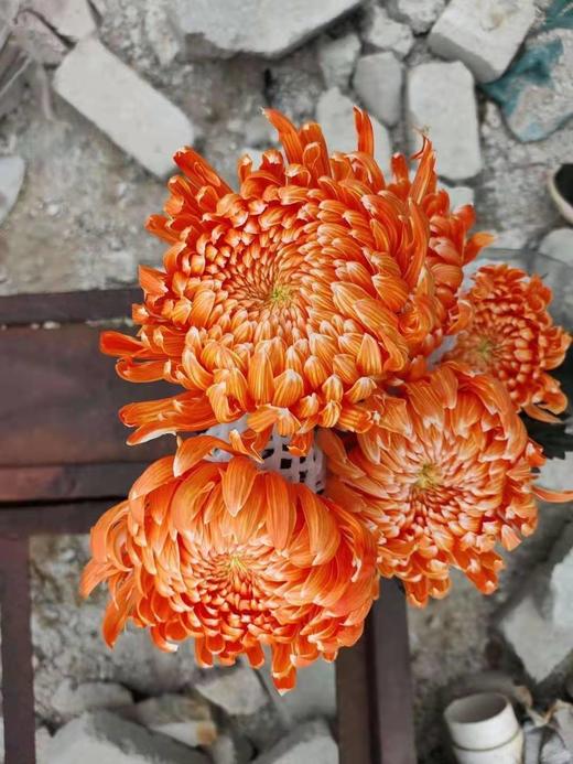 配花-牡丹菊-5枝 商品图4