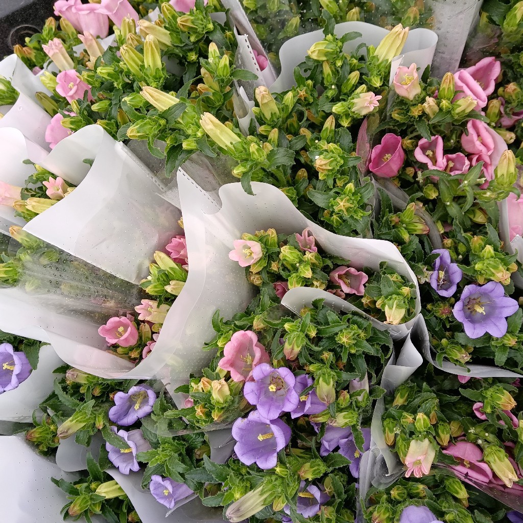 风铃花白紫粉配色