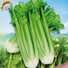 西芹 商品缩略图0