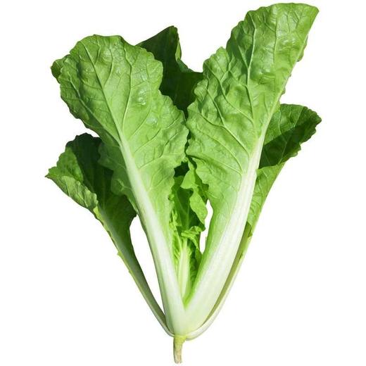 小白菜 商品图1