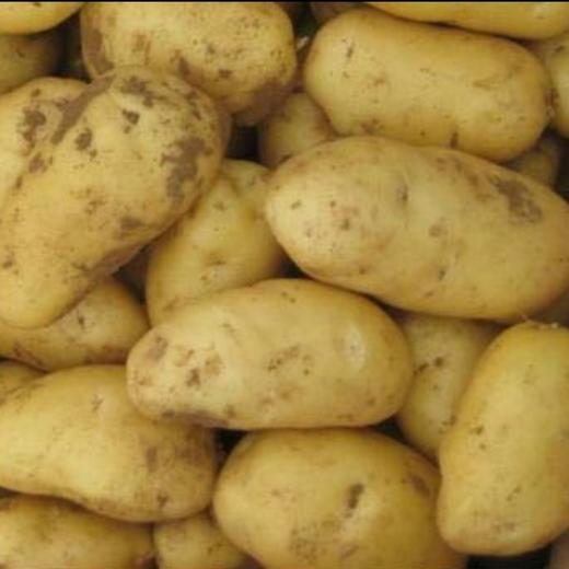 新土豆 商品图3