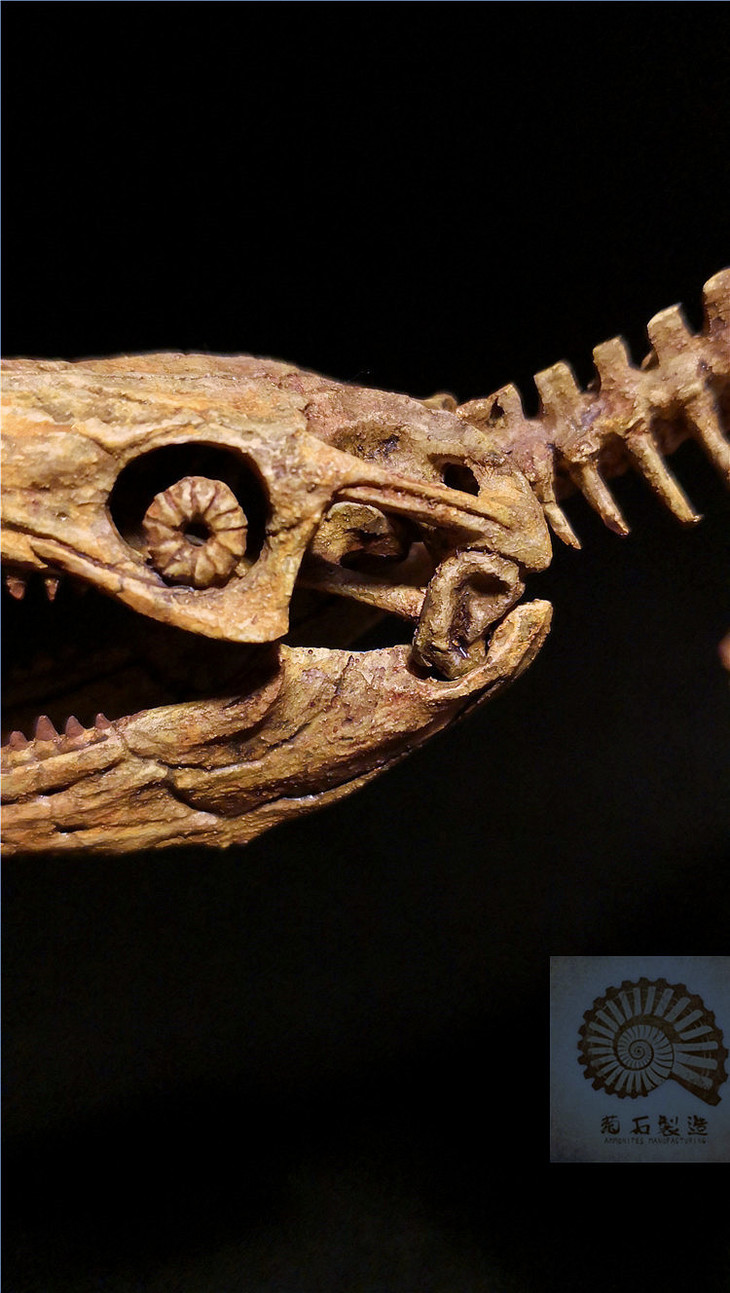 包邮菊石制造沧龙恐龙化石模型最后15只5月底发货
