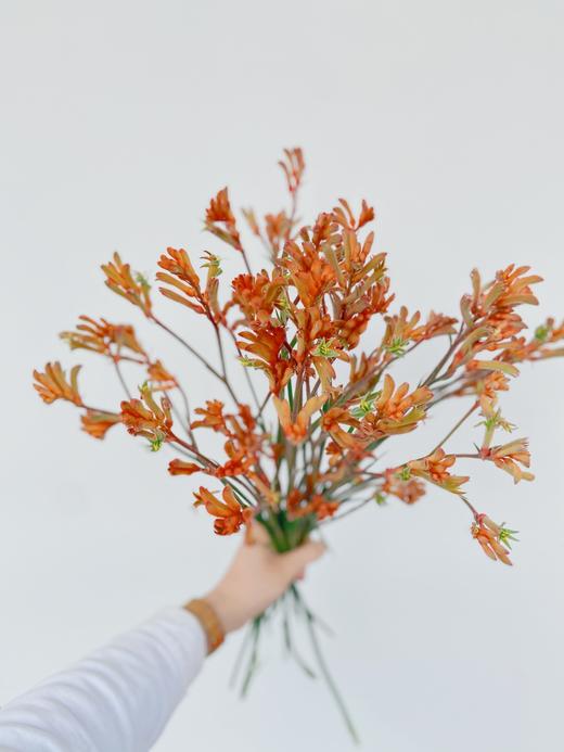 【周四秒杀】澳洲袋鼠爪一份49.8元  商品图0