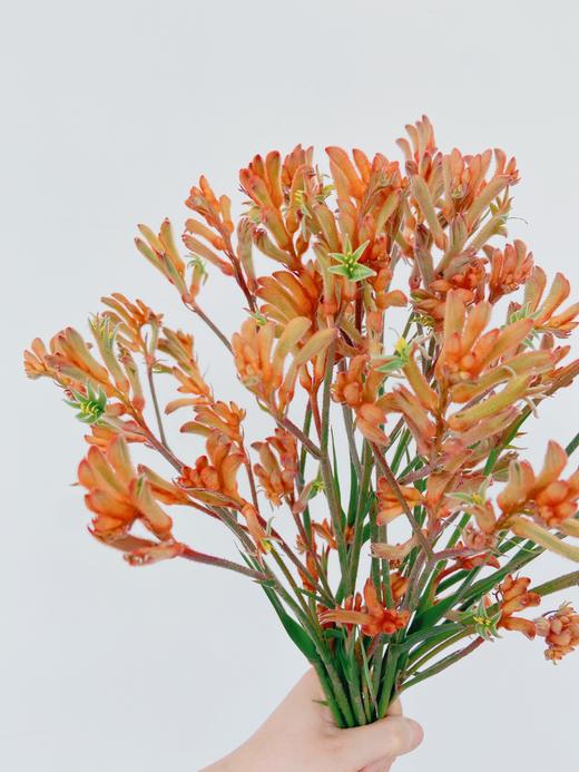 【周四秒杀】澳洲袋鼠爪一份49.8元  商品图1