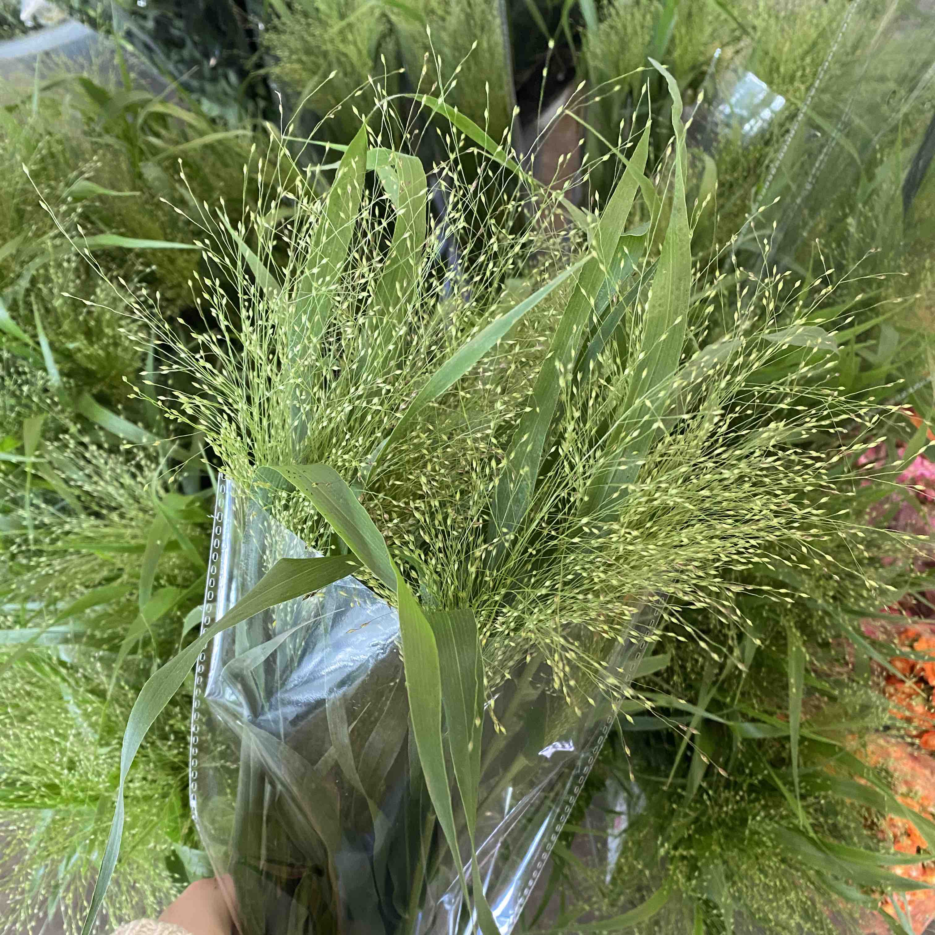 喷泉草（活动）