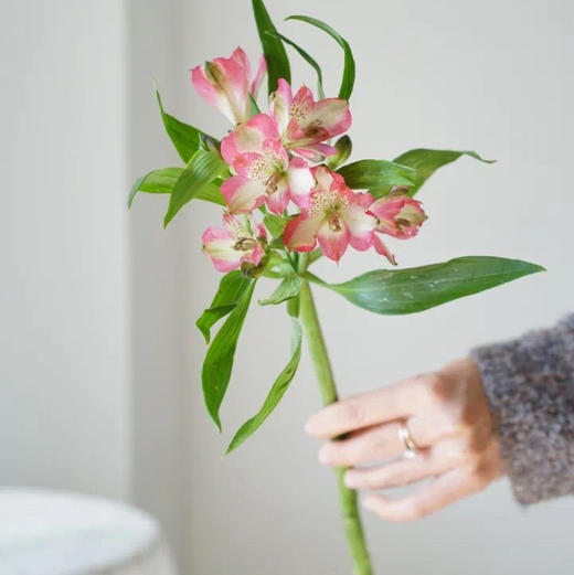 海盛六出花-深粉色-10支/扎 商品图1