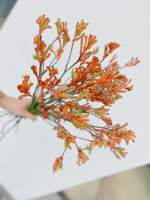 【周四秒杀】澳洲袋鼠爪一份49.8元  商品图2