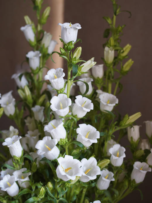 【周四团购】风铃一把39.8元 2人拼团 商品图2