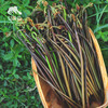 野生蕨菜| 合作生产 *Wild fiddlehead | Coproduction 商品缩略图3