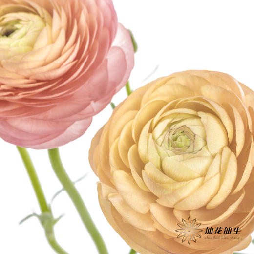 配花 | 洋牡丹香槟【反季节，介意慎拍】
 商品图10