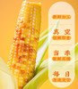 【码帮团购】糯玉米新鲜西双版纳香糯云南小玉米 真空即食粘花糯甜包谷 4斤 商品缩略图3