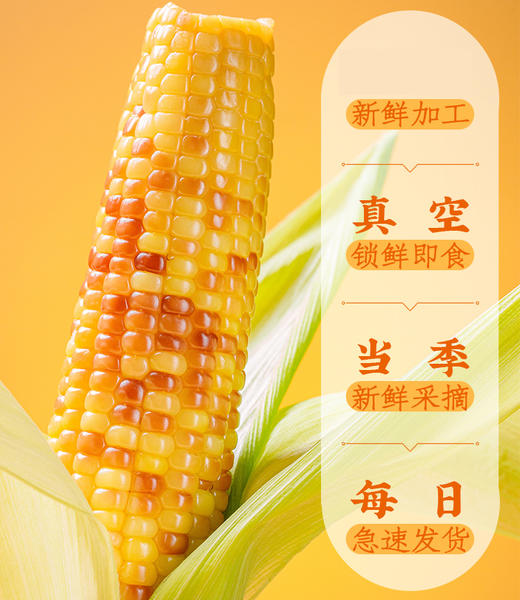 【码帮团购】糯玉米新鲜西双版纳香糯云南小玉米 真空即食粘花糯甜包谷 4斤 商品图3