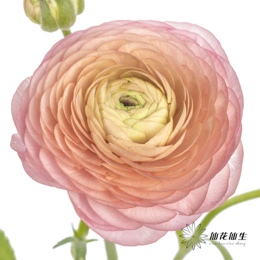 配花 | 洋牡丹香槟【反季节，介意慎拍】
 商品图1