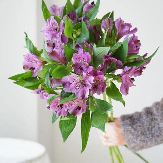 海盛六出花-仙娜度-深紫色-10支/扎 商品图0