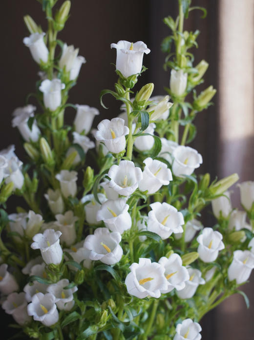 【周四团购】风铃一把39.8元 2人拼团 商品图1