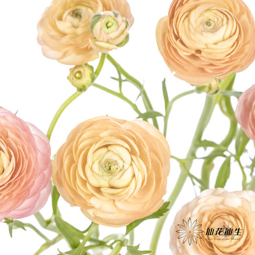 配花 | 洋牡丹香槟【反季节，介意慎拍】
 商品图8