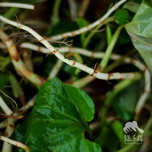 野生鱼腥草| 合作生产 *Wild Houttuynia cordata | Coproduction 商品图2