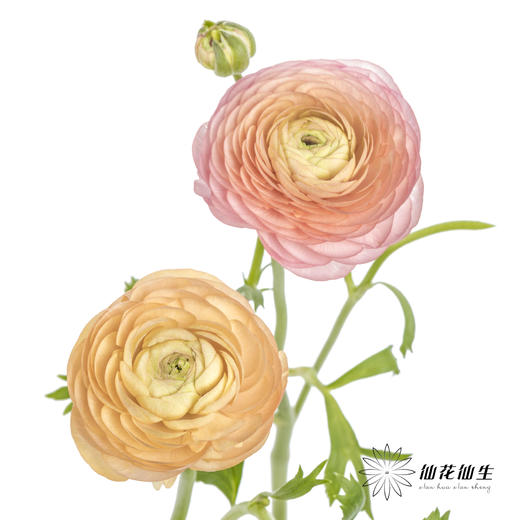 配花 | 洋牡丹香槟【反季节，介意慎拍】
 商品图11