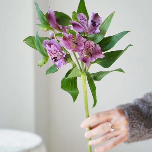 海盛六出花-仙娜度-深紫色-10支/扎 商品图1