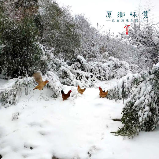 生态鸡部件（基地直发-顺丰快递） | 多种规格，来自湖北广水，生产者：湛小良【合作生产，公平贸易】 商品图3