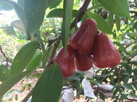 台湾黑金刚莲雾 特级蜜风铃莲雾 孕妇新鲜莲雾 顺丰空运包邮