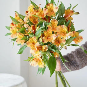 海盛六出花-鸡尾酒-10支/扎