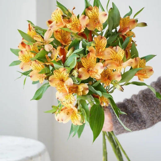 海盛六出花-鸡尾酒-10支/扎 商品图0