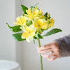 海盛六出花-黄莺-10支/扎 商品缩略图1