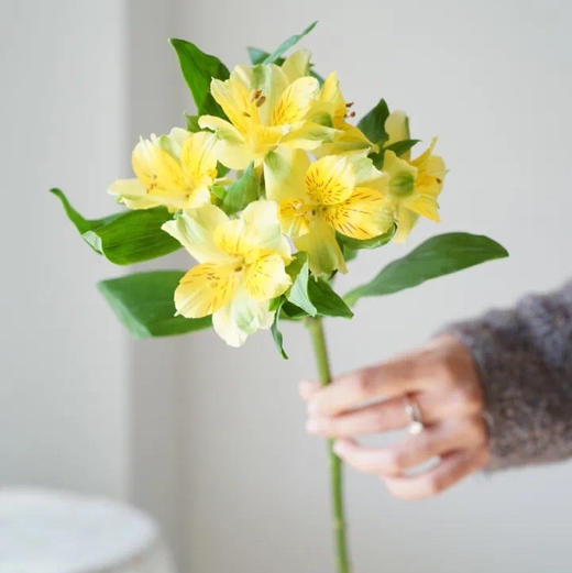 海盛六出花-黄莺-10支/扎 商品图1