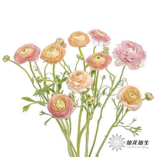 配花 | 洋牡丹香槟【反季节，介意慎拍】
 商品图6