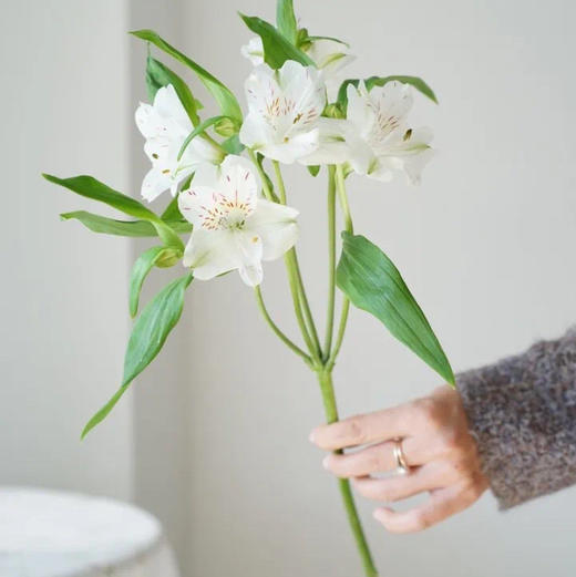 海盛六出花-可丽儿-白色-10支/扎 商品图1