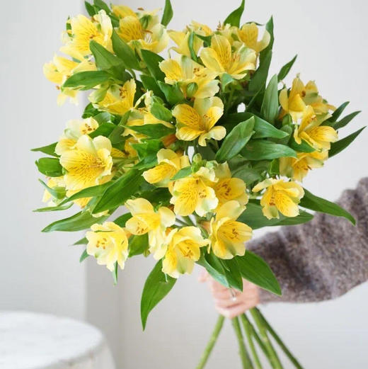 海盛六出花-黄莺-10支/扎 商品图0