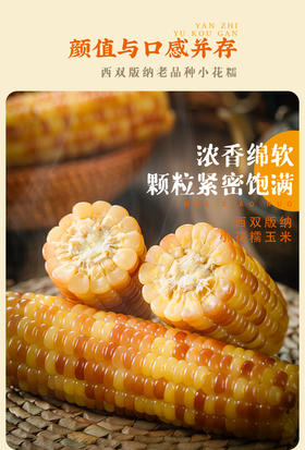 【码帮团购】糯玉米新鲜西双版纳香糯云南小玉米 真空即食粘花糯甜包谷 4斤