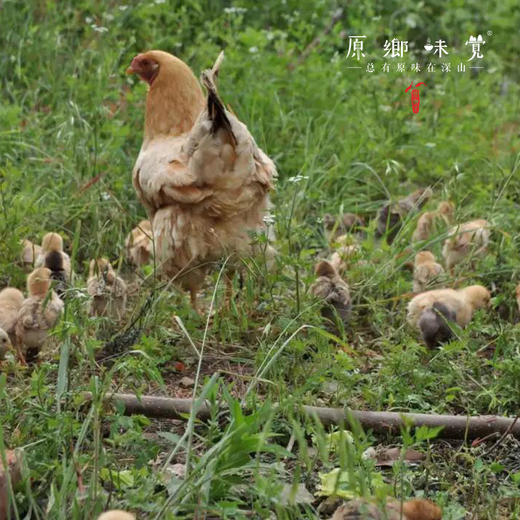 生态鸡部件（基地直发-顺丰快递） | 多种规格，来自湖北广水，生产者：湛小良【合作生产，公平贸易】 商品图2