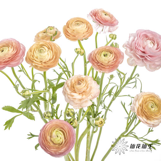 配花 | 洋牡丹香槟【反季节，介意慎拍】
 商品图7