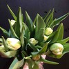 配花-郁金香-重瓣白色-10支  商品缩略图0