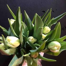 配花-郁金香-重瓣白色-10支 