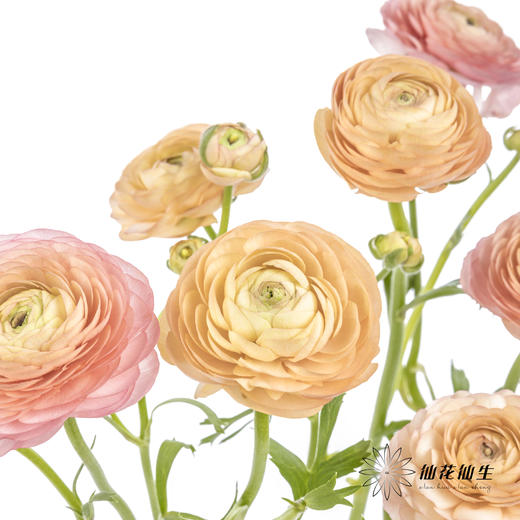 配花 | 洋牡丹香槟【反季节，介意慎拍】
 商品图4