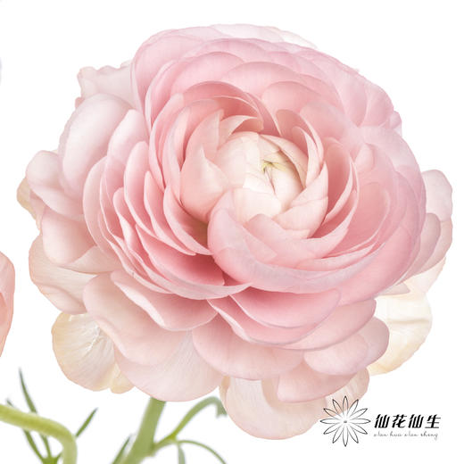 配花 | 洋牡丹香槟【反季节，介意慎拍】
 商品图3