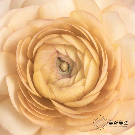 配花 | 洋牡丹香槟【反季节，介意慎拍】
 商品图2