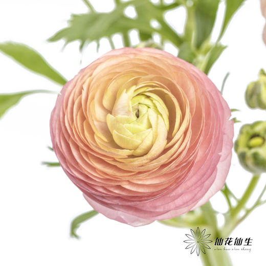 配花 | 洋牡丹香槟【反季节，介意慎拍】
 商品图12