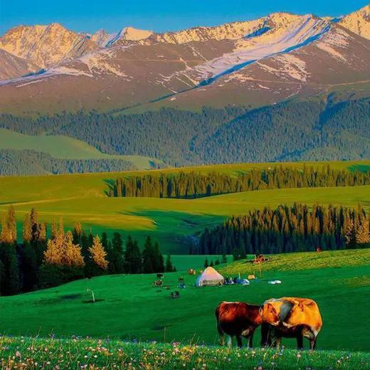 【疆行记9日游】（6.6-14/13-21）6月天山花海|峡谷|戈壁|草原|雪山|沙漠|薰衣草摄影旅拍大环线 商品图1