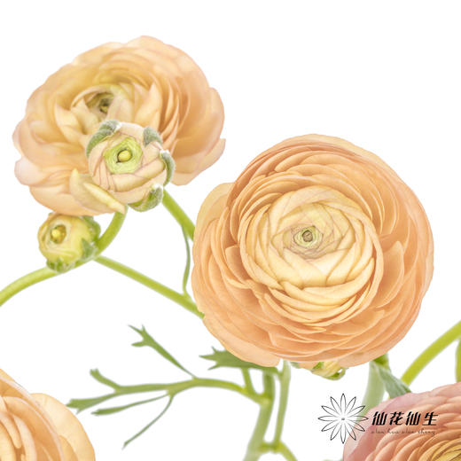 配花 | 洋牡丹香槟【反季节，介意慎拍】
 商品图9