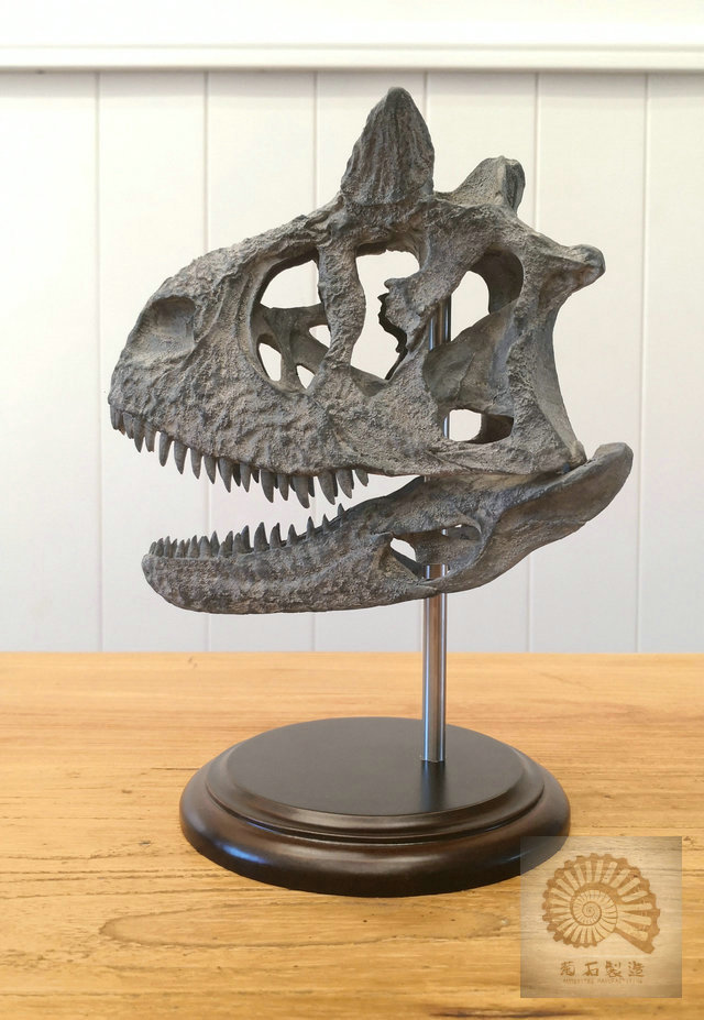 包邮菊石制造恐龙化石食肉牛龙头骨模型
