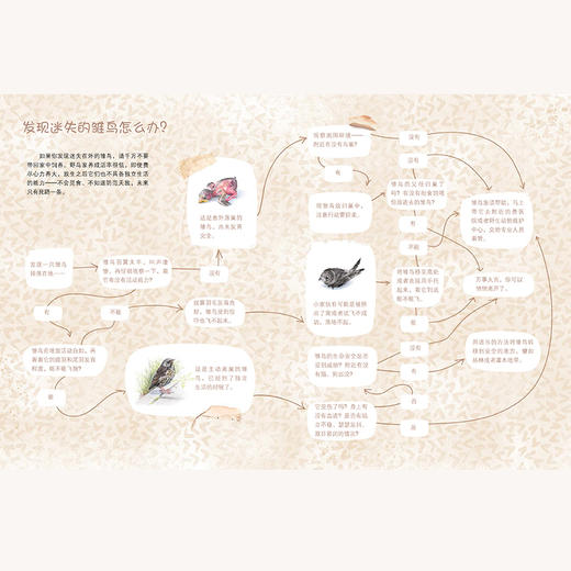 2020新书 有翅膀的朋友 给孩子的鸟类观察知识手册 安娜 瓦西里耶芙娜 儿童科普百科全书 鸟类种类识别方法 鸟类科普图鉴大全书籍 商品图4